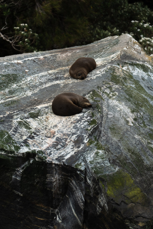 新西兰米佛峡湾Milford Sound野生海豹