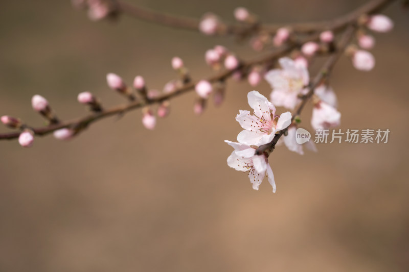 公园里的野桃花特写