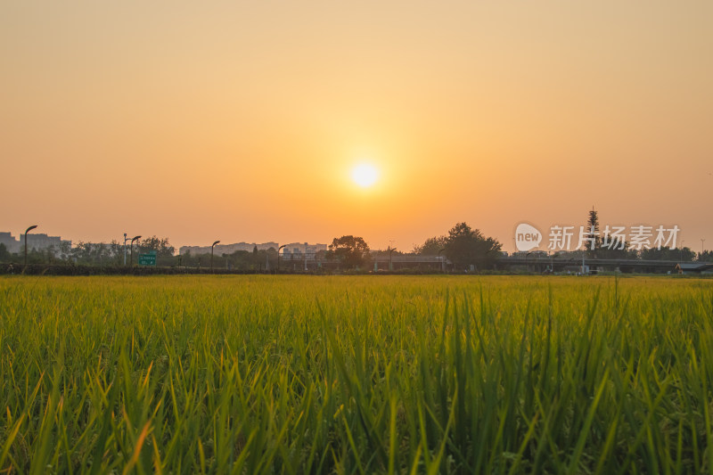 夕阳下的一片稻田