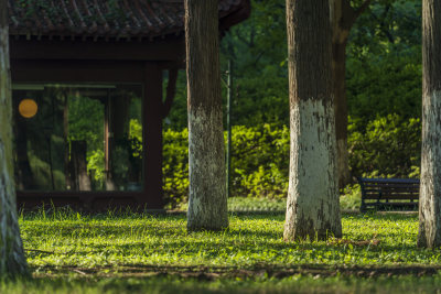 武汉江岸区解放公园风景