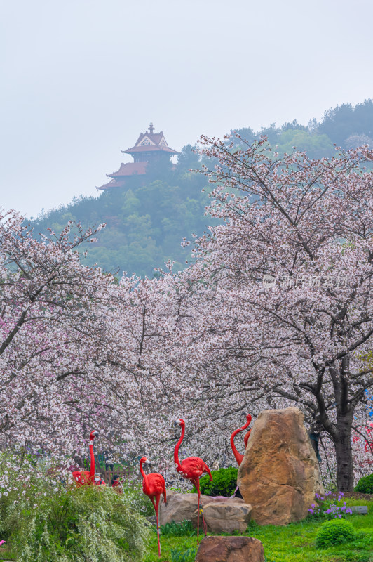 武汉东湖磨山樱花园樱花盛开