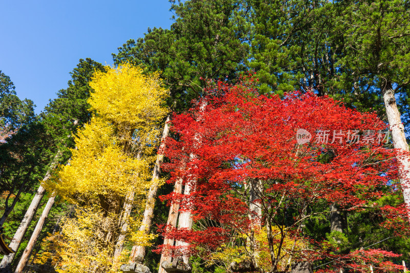 红黄绿交织的森林秋景