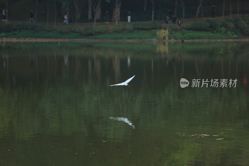 湖面上飞翔的白鹭生态自然景象