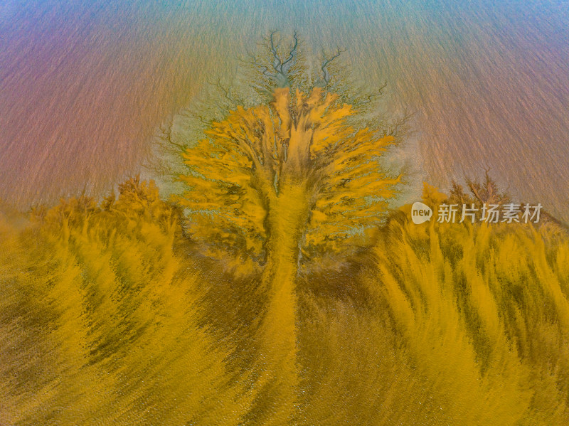 钱塘江大地之树潮汐树