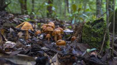 蘑菇 野生菌 真菌  山珍 美食 大自然 森林