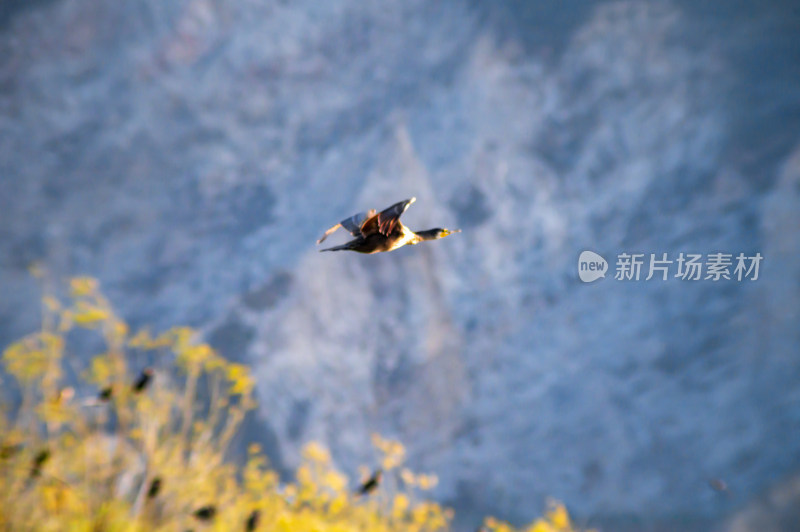 洛阳洛河边湿地里空中飞翔的鱼鹰（鸬鹚）