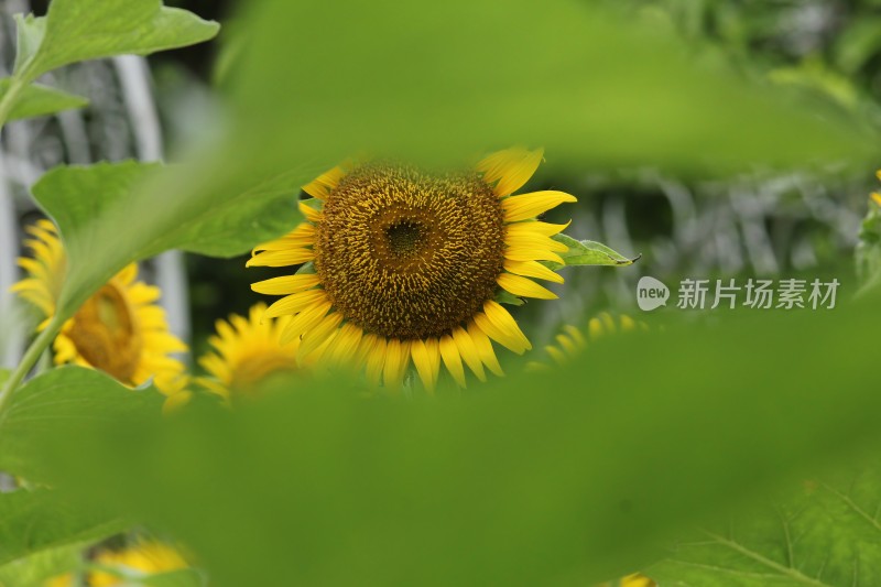 大片向日葵花田绿叶黄花生机勃勃