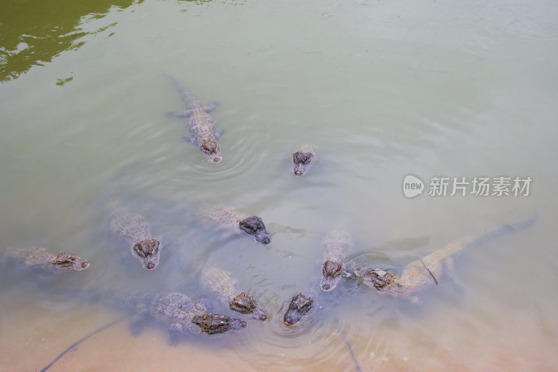 扬子鳄/安徽宣城扬子鳄景区