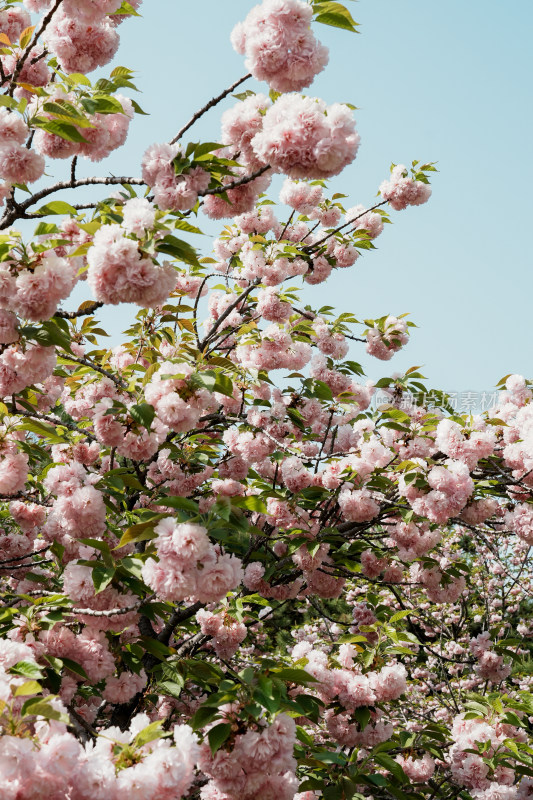 北京朝阳公园樱花