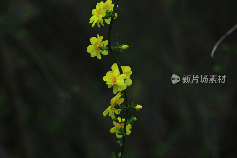 春天的迎春花，小黄花，黄色小花