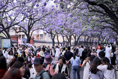 蓝花楹 教场中路蓝花楹绽放