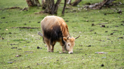 四川阿坝藏族羌族自治州四姑娘山的牦牛