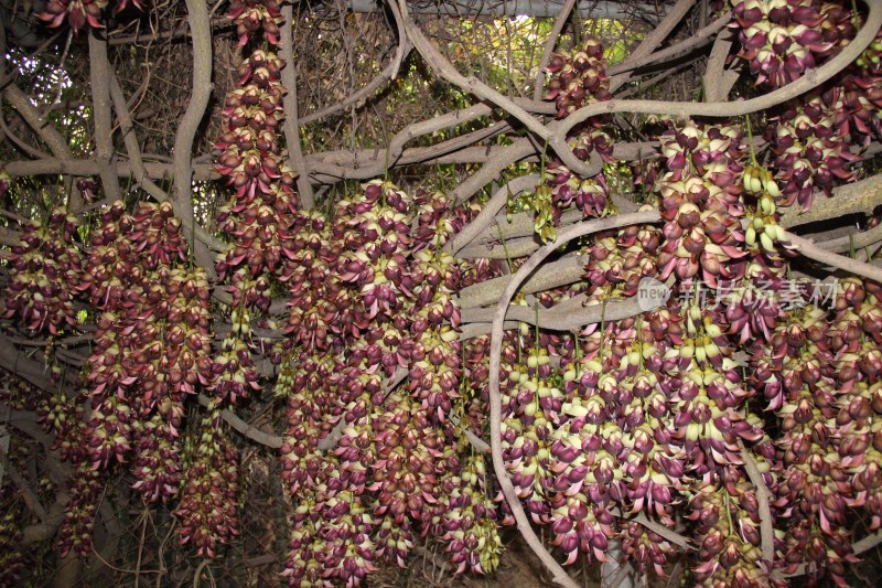 广东东莞：紫色禾雀花