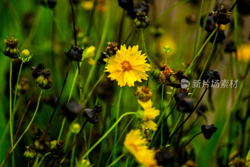 雨天的金鸡菊