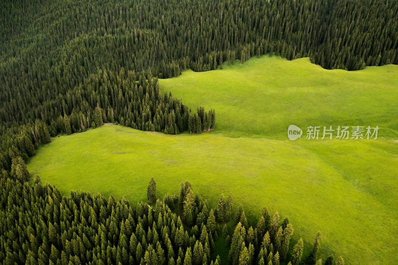 中国新疆伊犁喀拉峻大草原自然风景