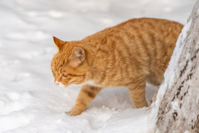 雪地橘猫踩雪行走