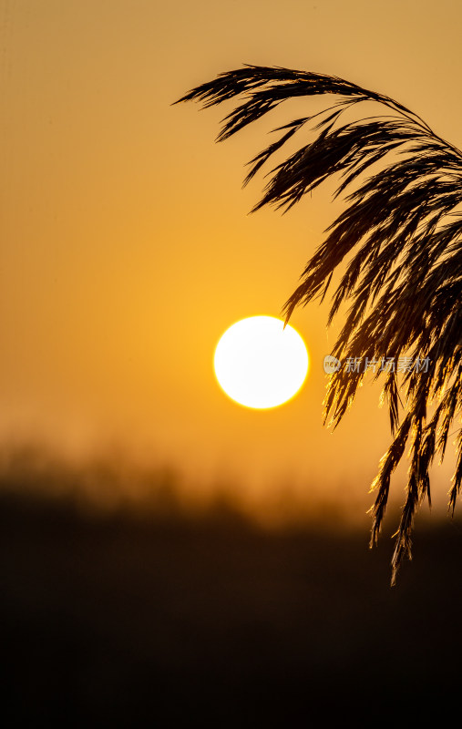 夕阳下芦苇丛风景