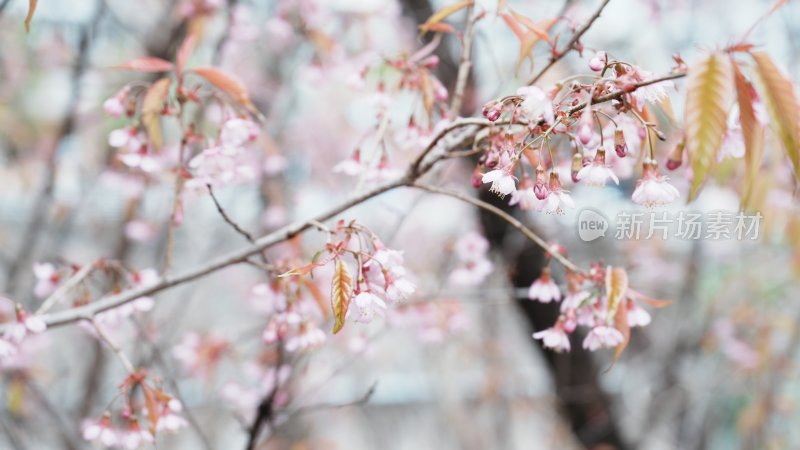 繁花盛开