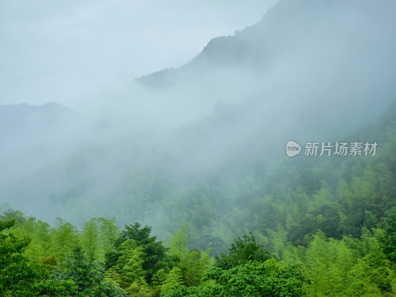 安吉夏天雨季山间竹林云雨