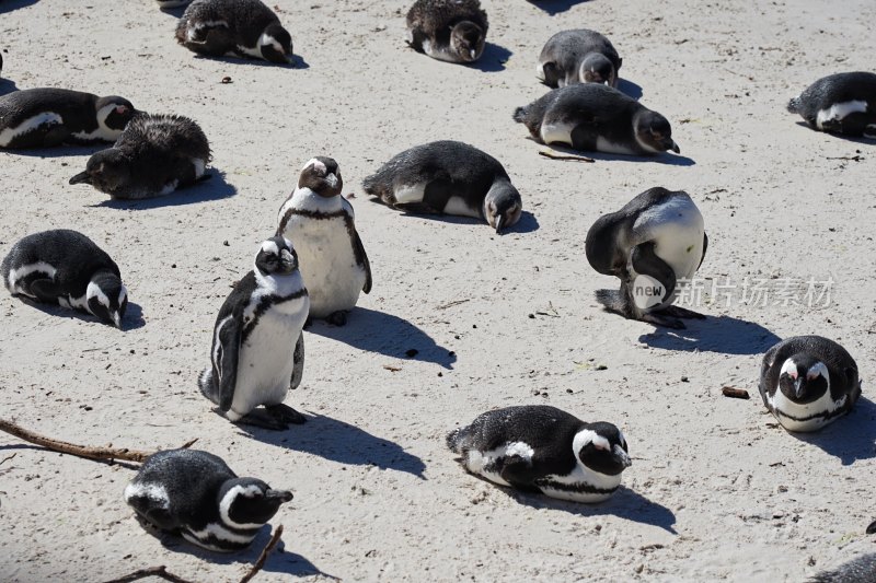 南非博尔德斯海滩Boulders Beach，非洲企鹅