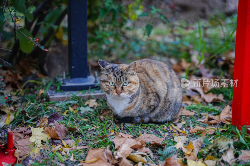 猫在草地上坐着休息自然生态