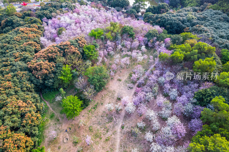 广州大夫山森林公园紫荆花海航拍全景风光