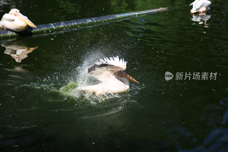 池塘中鹈鹕拍打水面瞬间