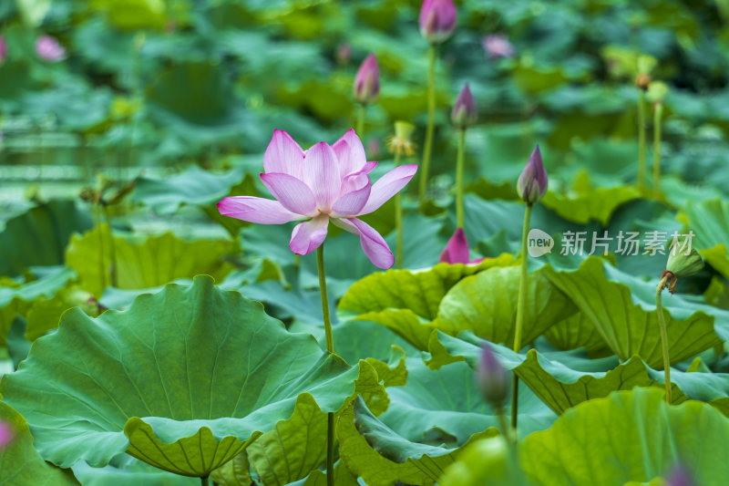 武汉东湖磨山景区盆景园