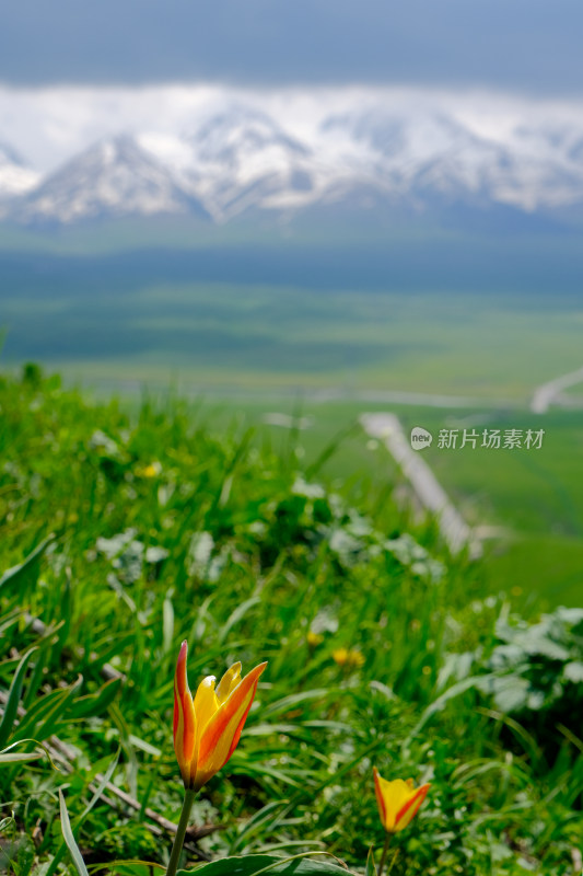 新疆伊犁那拉提雪山草原风光
