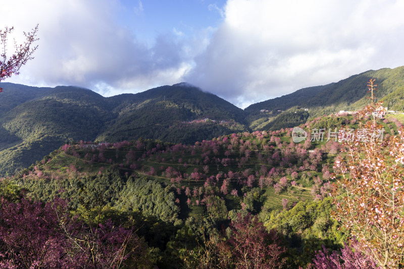 大理无量山樱花谷茶园