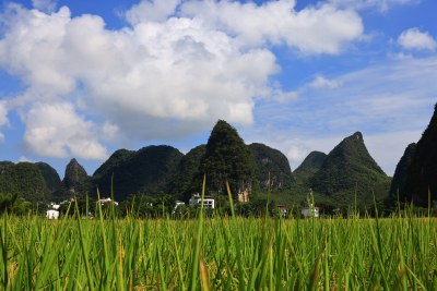 桂林阳朔十里画廊遇龙河金秋稻田