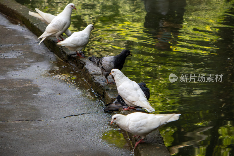 公园池塘边的鸽子