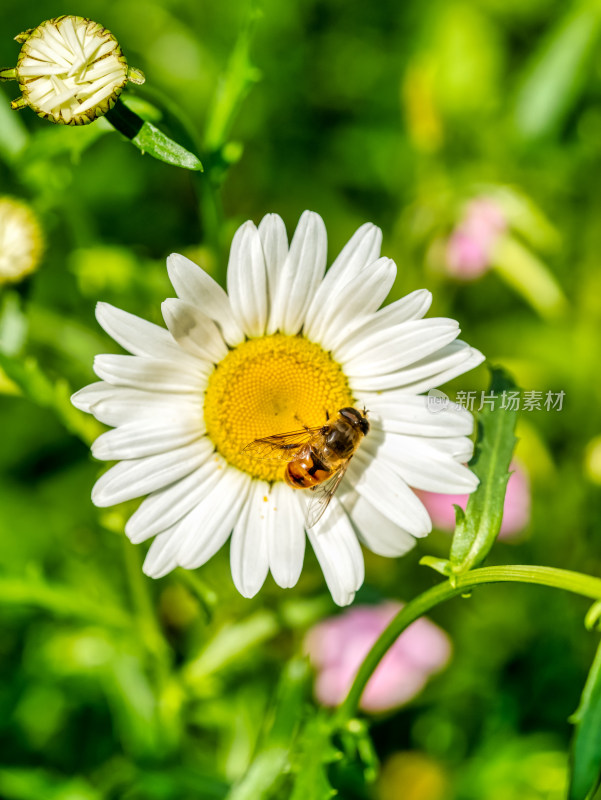 春天的大滨菊和蜜蜂微距特写