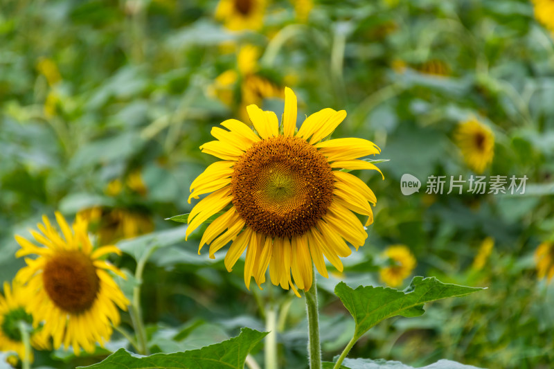 福州花海公园向日葵