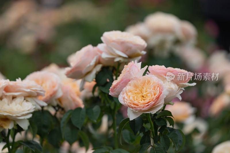 玫瑰花、月季花