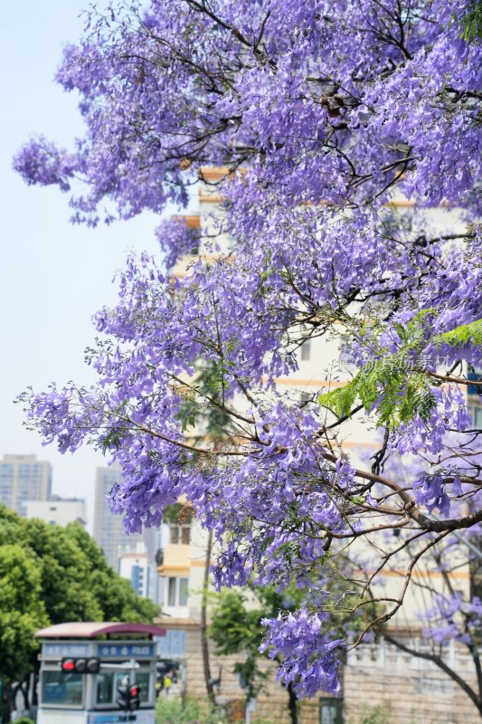 满树绽放的蓝花楹