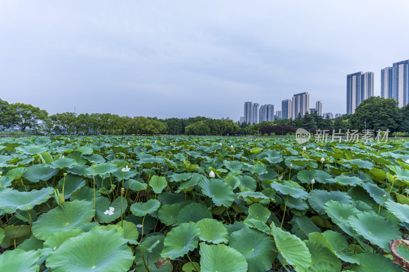 武汉汉阳月湖风景区风光