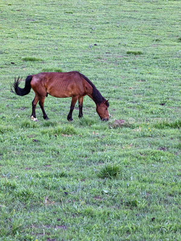夏天新疆伊犁早晨，草原上一匹正在吃草的马