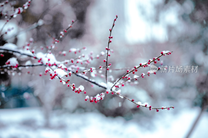 冬季雪景高清摄影图