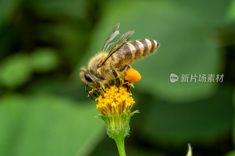 草丛中以花蜜为食的昆虫