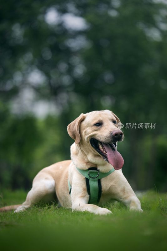 草地中的拉布拉多犬