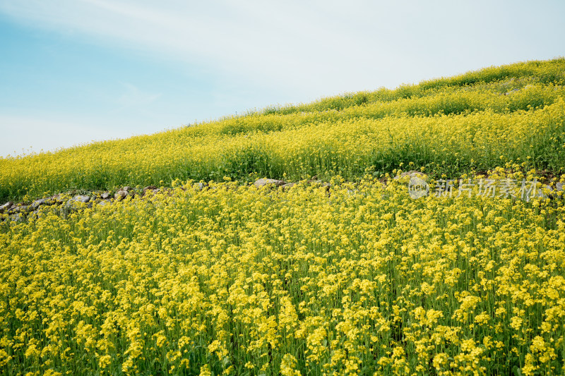 北京温榆河公园油菜花田