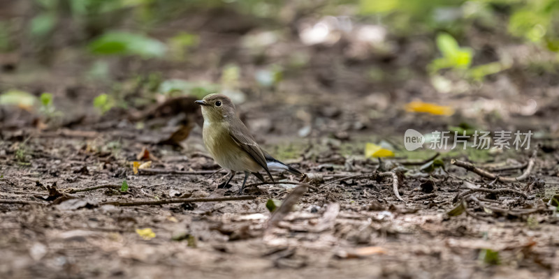 北红尾鸲（Phoenicurus auroreus）