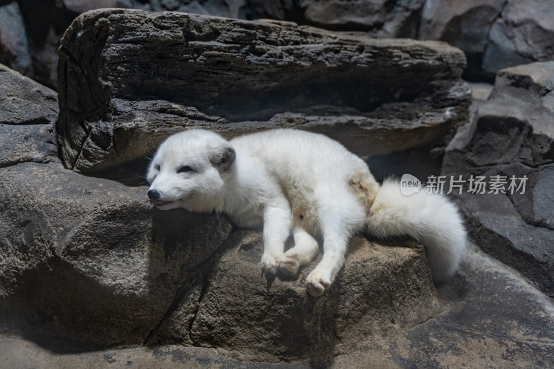 北极狐蓝狐白狐躺在地上休息