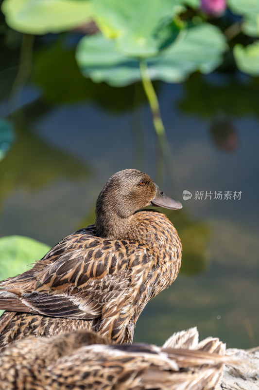 鸭子特写镜头