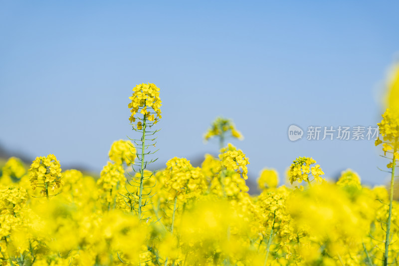 贵州春天的乡村风光