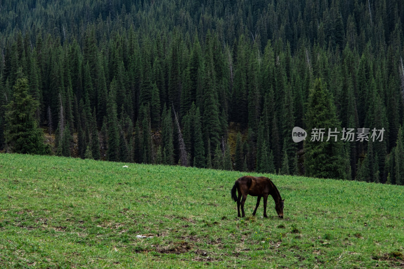 新疆伊犁夏塔雪山森林草原上的骏马