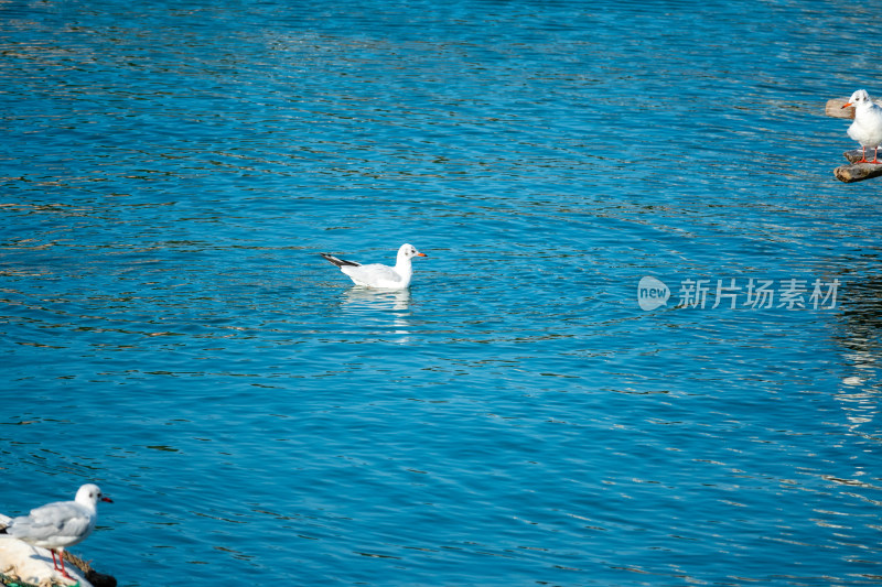 山东青岛积米崖港红嘴鸥