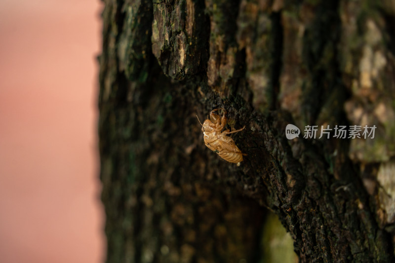 夏天树上的蝉知了