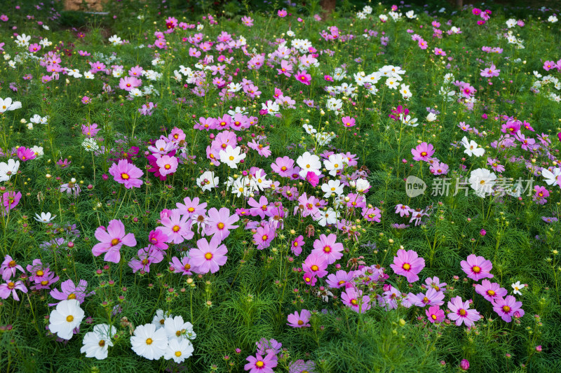 大连英歌石植物园的格桑花海